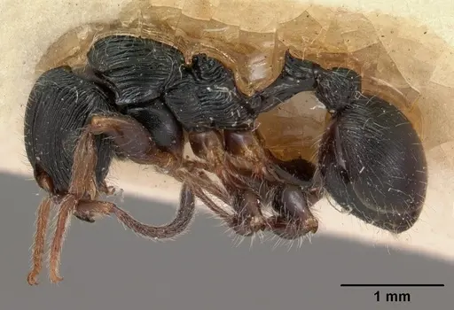 Terataner foreli specimen CASENT0102136 image casent0102136_3
