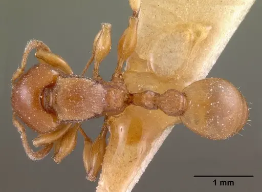 Terataner luteus specimen CASENT0102050 image casent0102050_1
