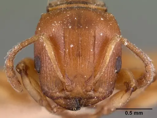 Terataner luteus specimen CASENT0102050 image casent0102050_2