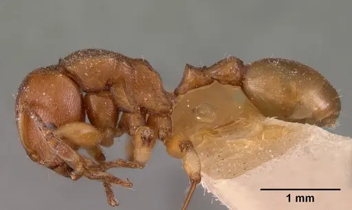 Terataner luteus specimen CASENT0102050 image casent0102050_3
