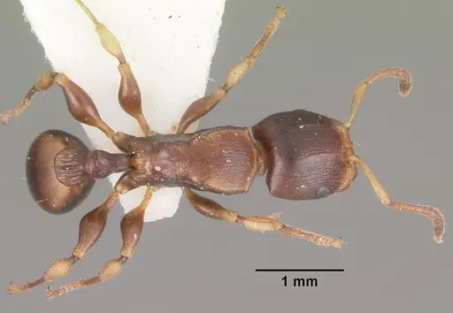 Terataner luteus specimen CASENT0102230 image casent0102230_1