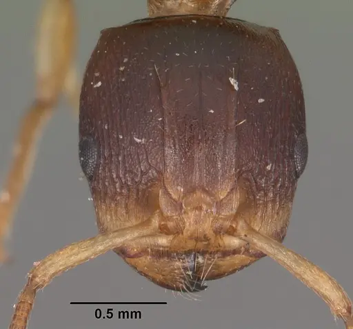 Terataner luteus specimen CASENT0102230 image casent0102230_2