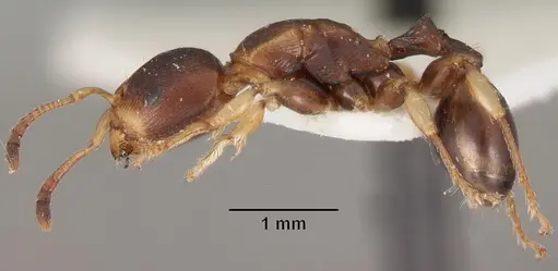 Terataner luteus specimen CASENT0102230 image casent0102230_3