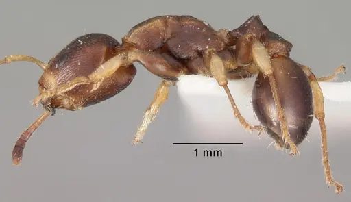 Terataner luteus specimen CASENT0102230 image casent0102230_4