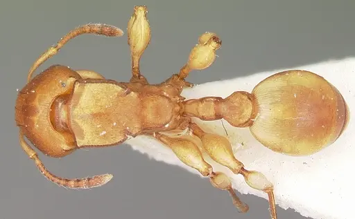 Terataner luteus specimen CASENT0104610 image casent0104610_1