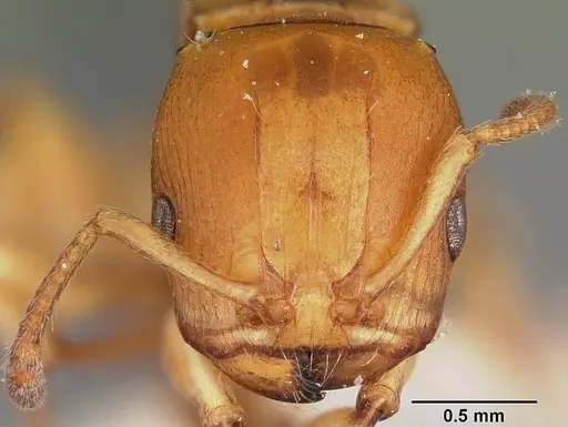 Terataner luteus specimen CASENT0104610 image casent0104610_2