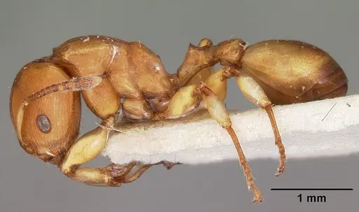 Terataner luteus specimen CASENT0104610 image casent0104610_3