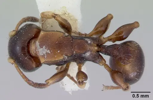 Terataner luteus specimen CASENT0172275 image casent0172275_1