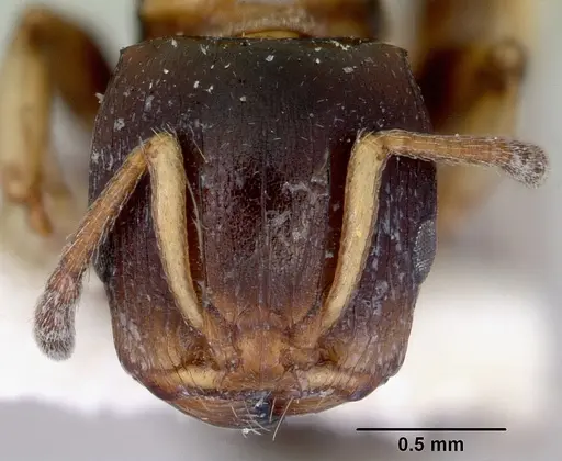 Terataner luteus specimen CASENT0172275 image casent0172275_2