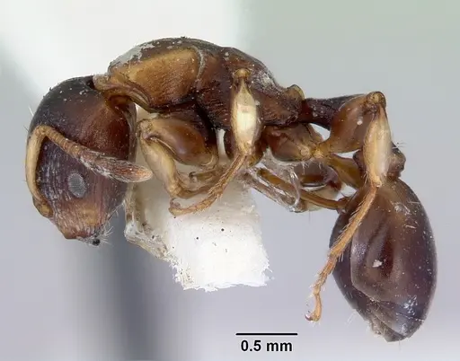 Terataner luteus specimen CASENT0172275 image casent0172275_3