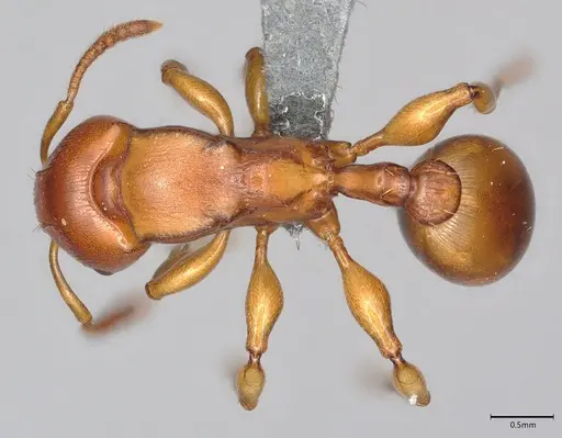 Terataner luteus specimen CASENT0363561 image casent0363561_1