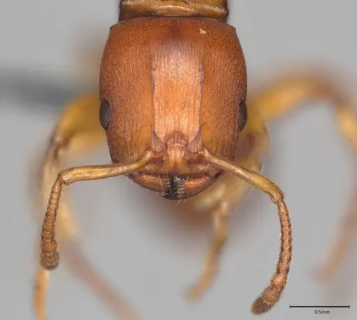 Terataner luteus specimen CASENT0363561 image casent0363561_2