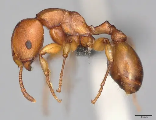 Terataner luteus specimen CASENT0363561 image casent0363561_3
