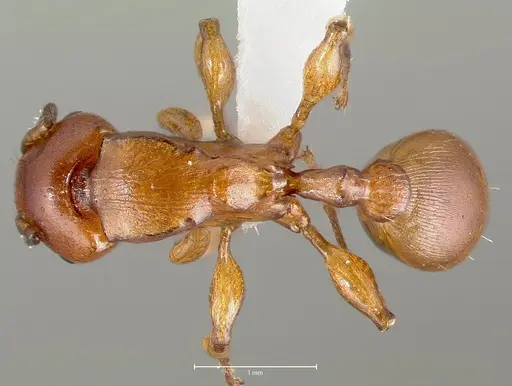Terataner luteus specimen CASENT0415628 image casent0415628_1