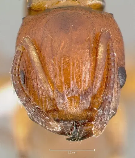 Terataner luteus specimen CASENT0415628 image casent0415628_2