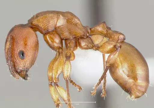 Terataner luteus specimen CASENT0415628 image casent0415628_3
