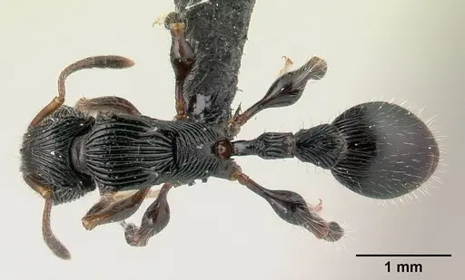Terataner nymeria specimen CASENT0053630 image casent0053630_1