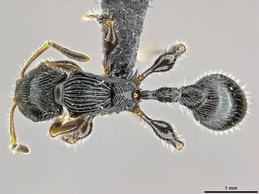 Terataner nymeria specimen CASENT0053630 image casent0053630_2