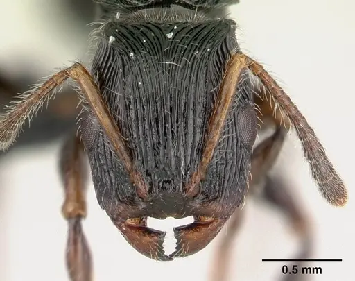 Terataner nymeria specimen CASENT0053630 image casent0053630_3