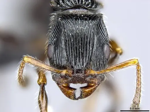 Terataner nymeria specimen CASENT0053630 image casent0053630_4