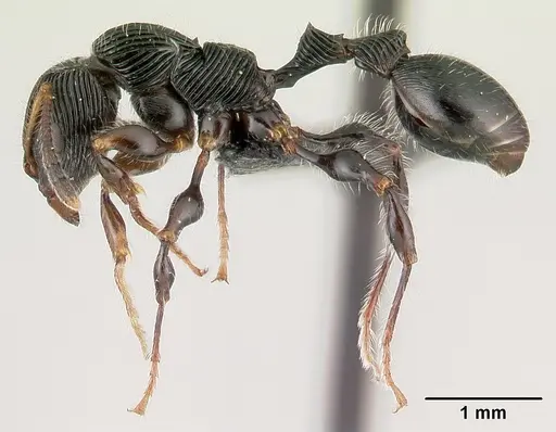Terataner nymeria specimen CASENT0053630 image casent0053630_5