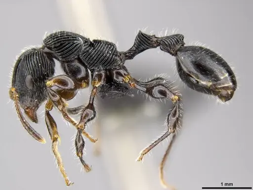 Terataner nymeria specimen CASENT0053630 image casent0053630_6