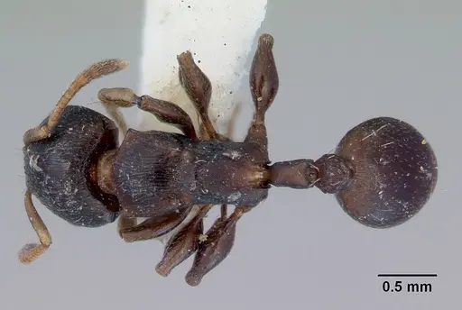 Terataner piceus specimen CASENT0172274 image casent0172274_1