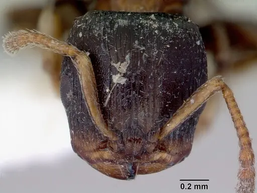 Terataner piceus specimen CASENT0172274 image casent0172274_2