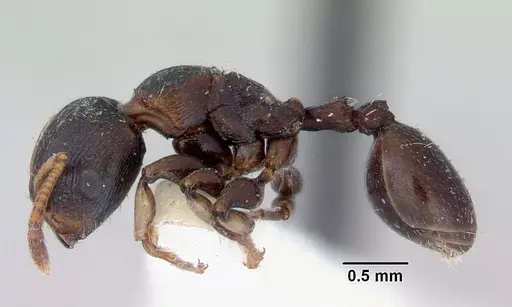 Terataner piceus specimen CASENT0172274 image casent0172274_3