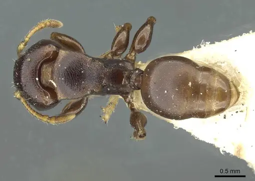 Terataner piceus specimen CASENT0913015 image casent0913015_1