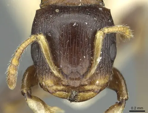 Terataner piceus specimen CASENT0913015 image casent0913015_2