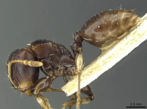 Terataner piceus specimen CASENT0913015 image casent0913015_3