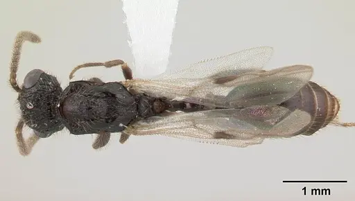 Terataner rufipes specimen CASENT0000809 image casent0000809_1