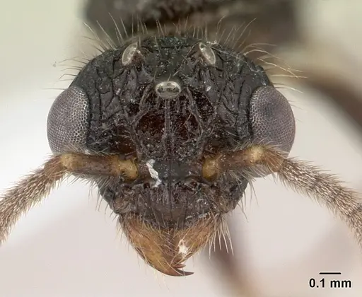 Terataner rufipes specimen CASENT0000809 image casent0000809_2