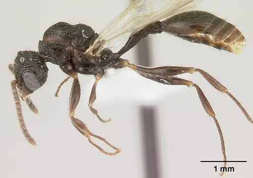 Terataner rufipes specimen CASENT0000809 image casent0000809_3
