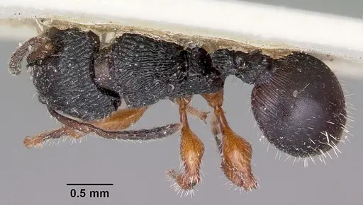Terataner rufipes specimen CASENT0101618 image casent0101618_1