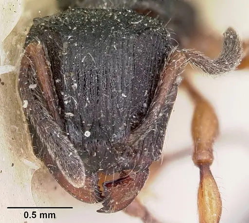 Terataner rufipes specimen CASENT0101618 image casent0101618_2