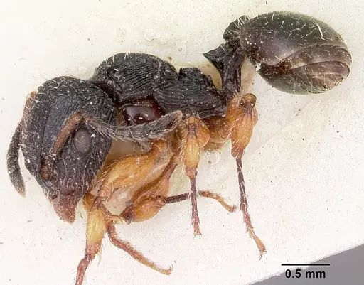 Terataner rufipes specimen CASENT0101618 image casent0101618_3