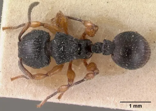 Terataner rufipes specimen CASENT0102048 image casent0102048_1