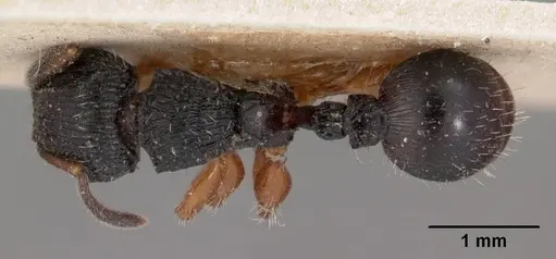 Terataner rufipes specimen CASENT0102049 image casent0102049_1