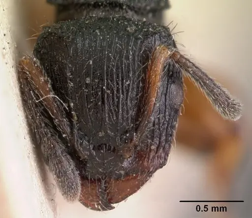 Terataner rufipes specimen CASENT0102049 image casent0102049_2