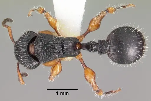 Terataner rufipes specimen CASENT0102235 image casent0102235_1