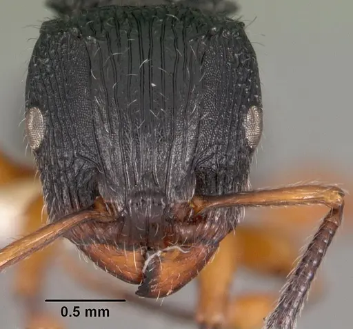 Terataner rufipes specimen CASENT0102235 image casent0102235_2