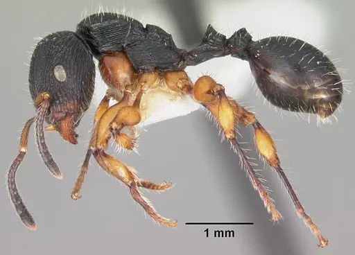 Terataner rufipes specimen CASENT0102235 image casent0102235_3
