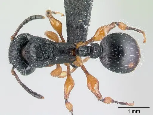 Terataner rufipes specimen CASENT0446582 image casent0446582_1