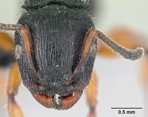 Terataner rufipes specimen CASENT0446582 image casent0446582_2