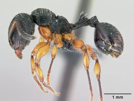 Terataner rufipes specimen CASENT0446582 image casent0446582_3