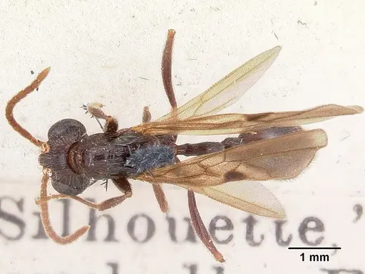 Terataner scotti specimen CASENT0101732 image casent0101732_1