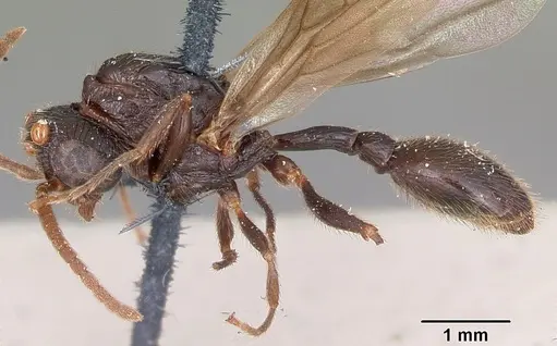 Terataner scotti specimen CASENT0101732 image casent0101732_3