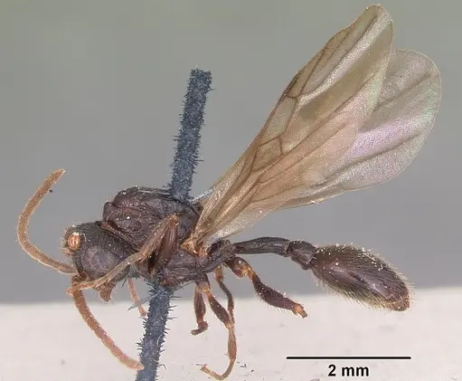 Terataner scotti specimen CASENT0101732 image casent0101732_4